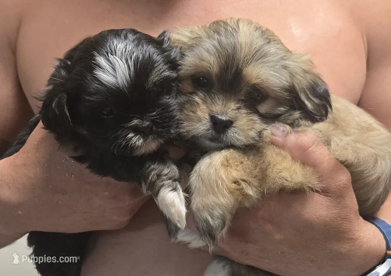 Winnie – Maltese, Shih Tzu puppy for sale in Middleburg, FL