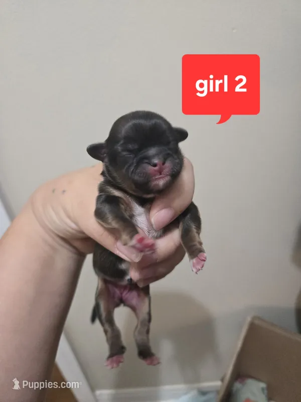 Hazel – Shih Tzu puppy for sale in Middleburg, FL