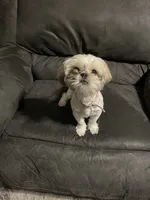 Willow, a female Shih Tzu for sale in Middleburg, FL – 3 of 4