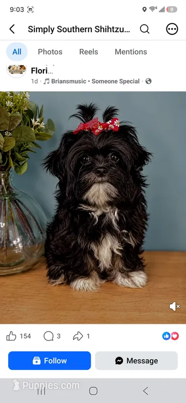 STAR – Shih Tzu puppy for sale in Middleburg, FL