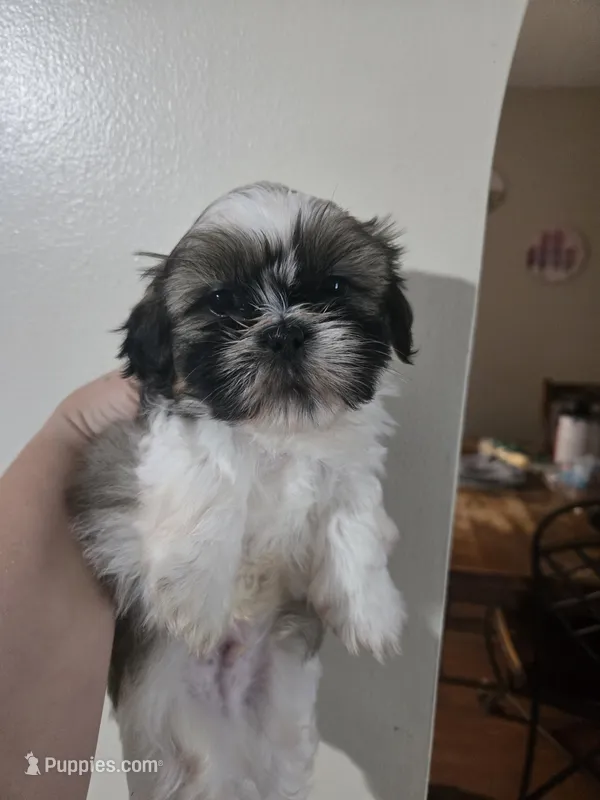 Timber – Maltese, Shih Tzu puppy for sale in Middleburg, FL