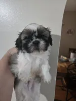 Timber, a male Maltese and Shih Tzu for sale in Middleburg, FL – 1 of 9
