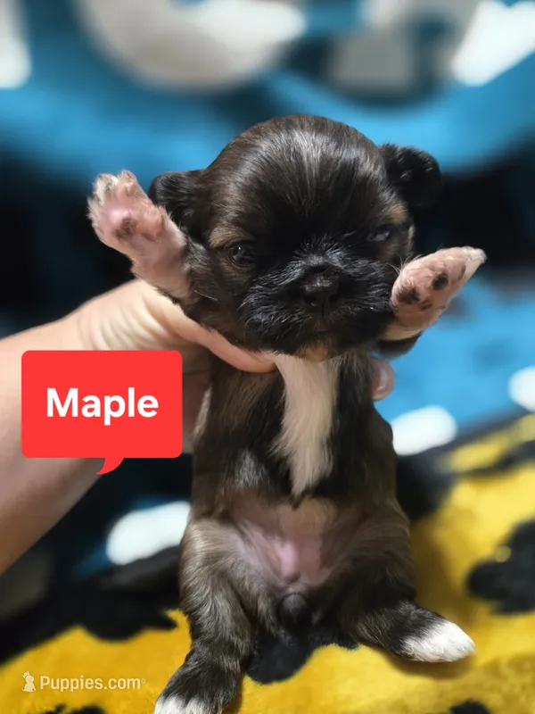 Maple – Maltese, Shih Tzu puppy for sale in Middleburg, FL
