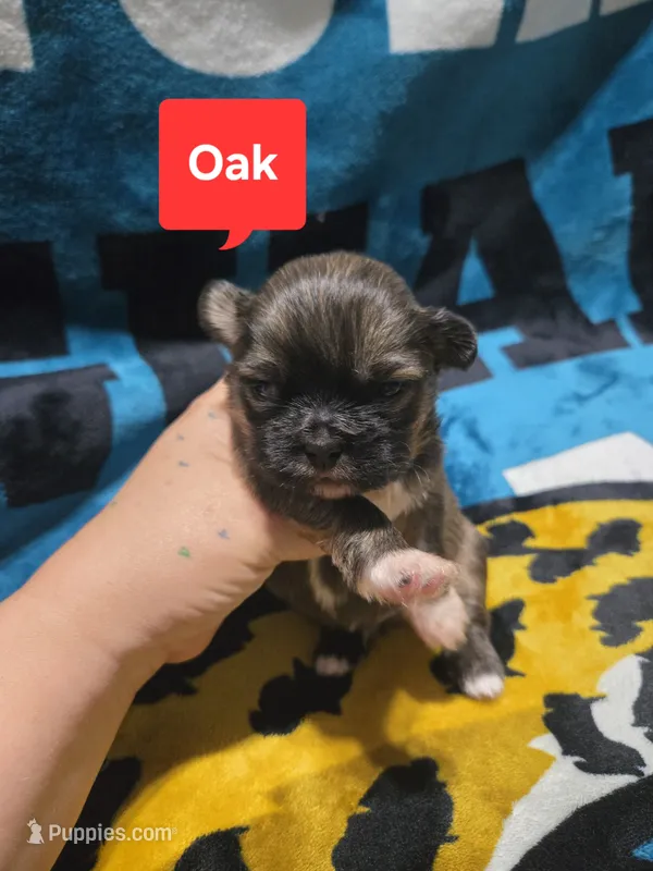 Oak – Maltese, Shih Tzu puppy for sale in Middleburg, FL