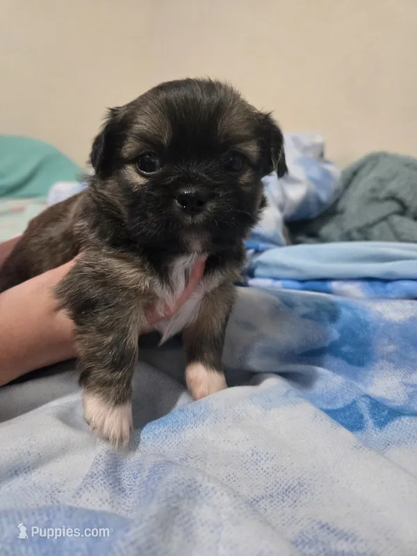 Oak – Maltese, Shih Tzu puppy for sale in Middleburg, FL
