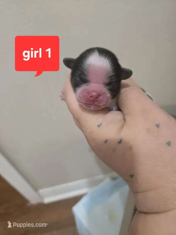 Willow – Shih Tzu puppy for sale in Middleburg, FL