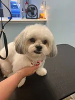 Timber, a male Maltese and Shih Tzu for sale in Middleburg, FL – 9 of 9