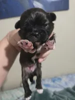 Maple, a female Maltese and Shih Tzu for sale in Middleburg, FL – 2 of 7
