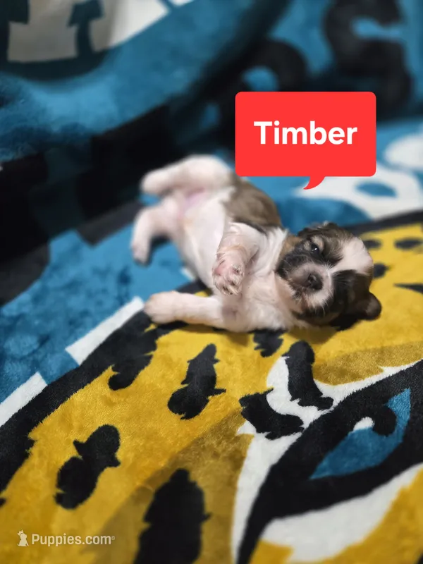 Timber – Maltese, Shih Tzu puppy for sale in Middleburg, FL