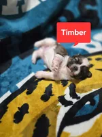 Timber, a male Maltese and Shih Tzu for sale in Middleburg, FL – 4 of 9