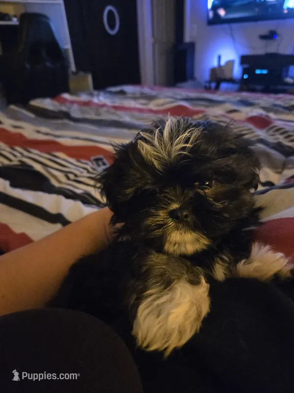 Star – Shih Tzu puppy for sale in Middleburg, FL