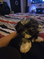 Star, a female Shih Tzu for sale in Middleburg, FL – 2 of 3