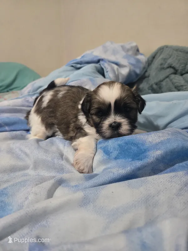 Timber – Maltese, Shih Tzu puppy for sale in Middleburg, FL