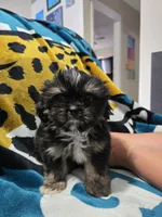 Bingo, a male Shih Tzu for sale in Middleburg, FL – 2 of 4