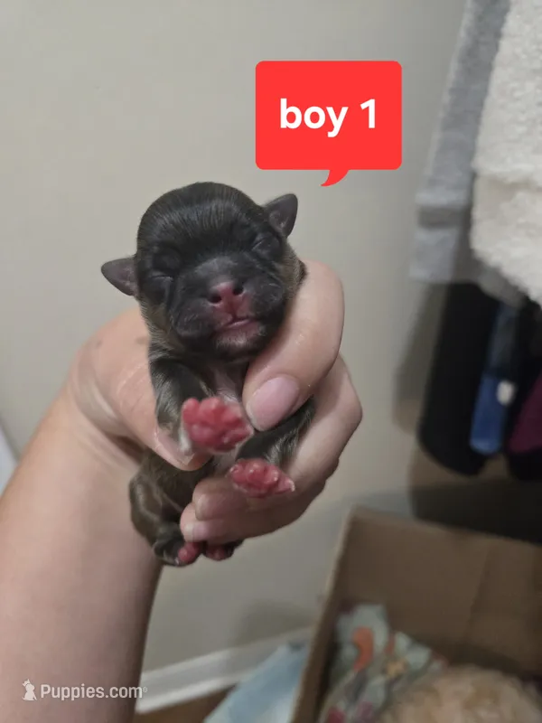 Oak – Shih Tzu puppy for sale in Middleburg, FL