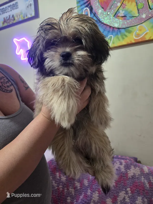Winnie – Maltese, Shih Tzu puppy for sale in Middleburg, FL