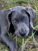 Blue female (Pink collar), a female Great Dane for sale in Plainfield, IL – 5 of 8