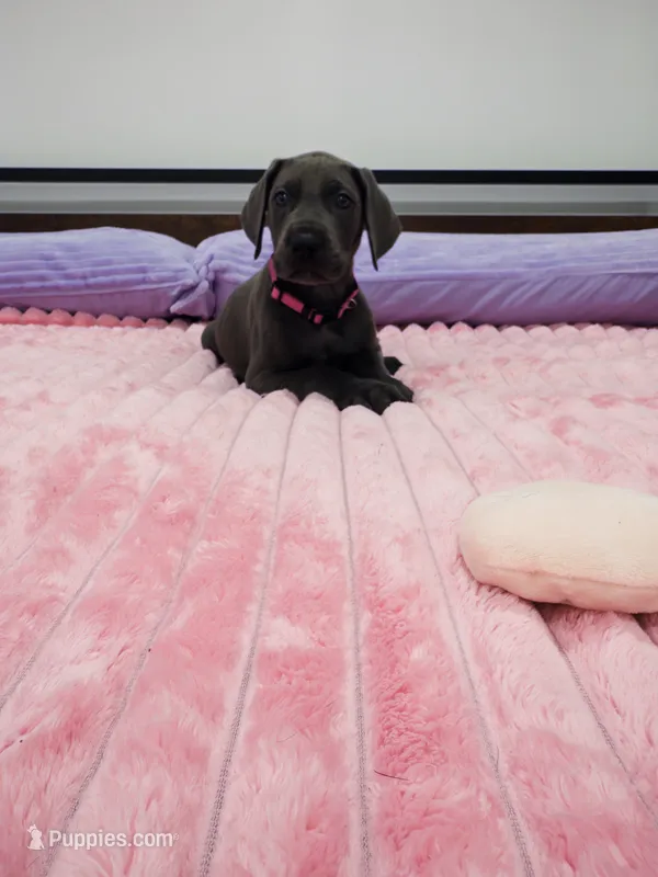 Blue female (Pink collar) – Great Dane puppy for sale in Plainfield, IL
