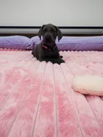 Blue female (Pink collar), a female Great Dane for sale in Plainfield, IL – 1 of 9