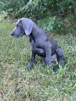 Blue female (Pink collar), a female Great Dane for sale in Plainfield, IL – 6 of 8
