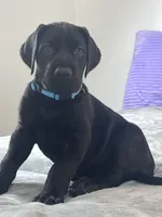 Black male (AKC), a male Great Dane for sale in Plainfield, IL – Photo 1 of 8