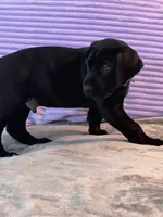 Black male (AKC), a male Great Dane for sale in Plainfield, IL – Photo 7 of 8