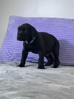 Black male (AKC), a male Great Dane for sale in Plainfield, IL – Photo 5 of 8