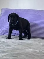 Black male (AKC), a male Great Dane for sale in Plainfield, IL – Photo 6 of 8