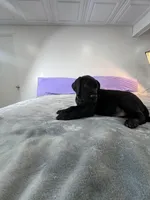 Black male (AKC), a male Great Dane for sale in Plainfield, IL – Photo 8 of 8