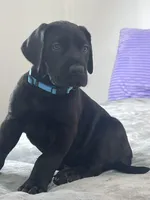 Black male (AKC), a male Great Dane for sale in Plainfield, IL – Photo 2 of 8