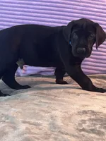 Black male (AKC), a male Great Dane for sale in Plainfield, IL – Photo 4 of 8