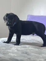 Black male (AKC), a male Great Dane for sale in Plainfield, IL – Photo 3 of 8