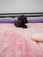 Blue female (Pink collar), a female Great Dane for sale in Plainfield, IL – 6 of 9