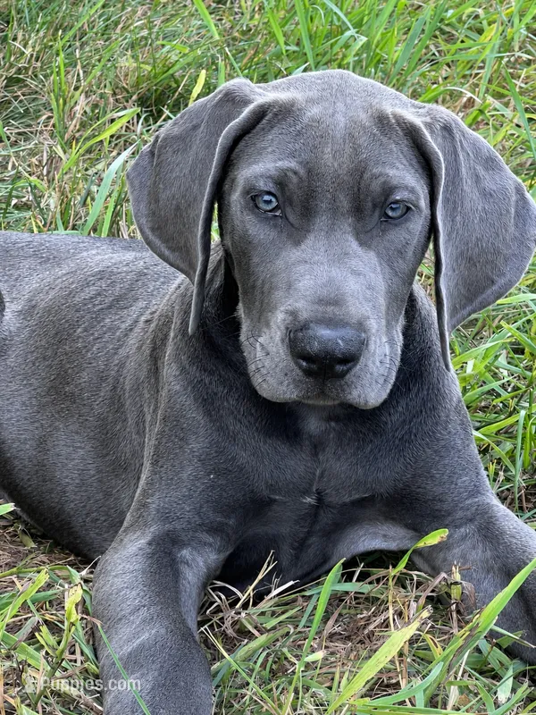 Blue female (Silver collar) – Great Dane puppy for sale in Plainfield, IL