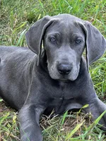 Blue female (Silver collar), a female Great Dane for sale in Plainfield, IL – 1 of 10