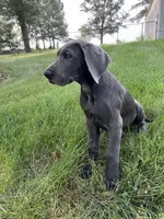 Blue female (Silver collar), a female Great Dane for sale in Plainfield, IL – 5 of 10