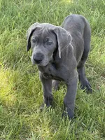 Blue female (Silver collar), a female Great Dane for sale in Plainfield, IL – 2 of 10