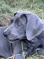 Blue female (Pink collar), a female Great Dane for sale in Plainfield, IL – 2 of 8
