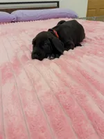 Black male, a male Great Dane for sale in Plainfield, IL – 8 of 9