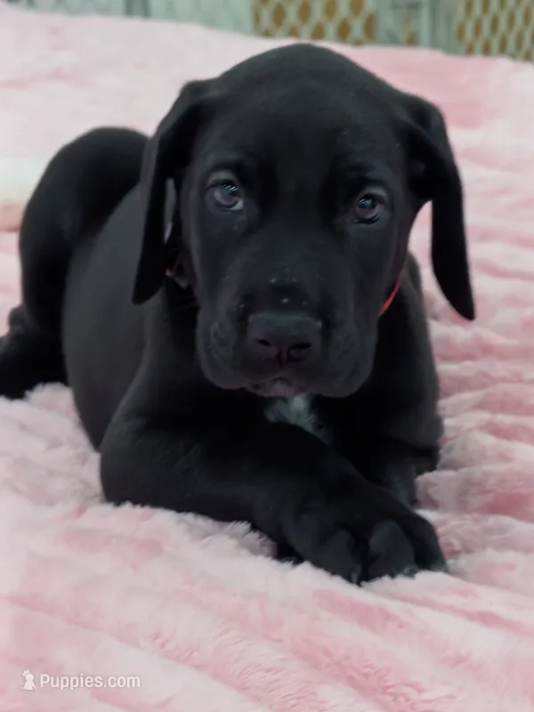 Black male – Great Dane puppy for sale in Plainfield, IL
