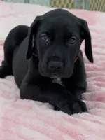 Black male, a male Great Dane for sale in Plainfield, IL – 1 of 9