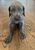 Blue collar, a male Great Dane for sale in Plainfield, IL – Photo 10 of 10