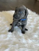 Blue collar, a male Great Dane for sale in Plainfield, IL – Photo 6 of 10