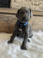 Blue collar, a male Great Dane for sale in Plainfield, IL – Photo 1 of 10