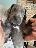 Blue collar, a male Great Dane for sale in Plainfield, IL – Photo 9 of 10