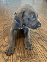 Blue collar, a male Great Dane for sale in Plainfield, IL – Photo 8 of 10