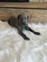 Blue collar, a male Great Dane for sale in Plainfield, IL – Photo 3 of 10
