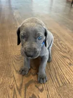 Blue collar, a male Great Dane for sale in Plainfield, IL – Photo 7 of 10