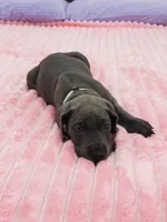 Blue female (Silver collar), a female Great Dane for sale in Plainfield, IL – 10 of 10