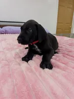 Black male, a male Great Dane for sale in Plainfield, IL – 9 of 9